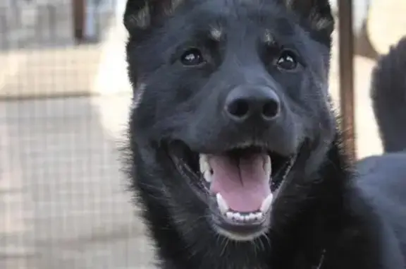 Собаки потеряшки, Москва, фото: Потеряшка собака в Балашихе: кобель Бэк, черный с белым, вознаграждение.