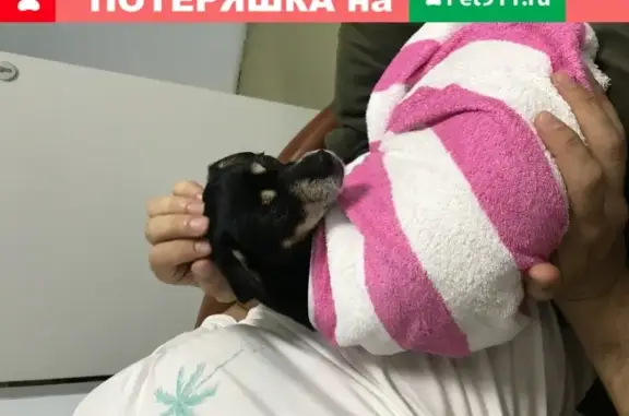 Найдена собака в Красноярске, чёрный той-терьер