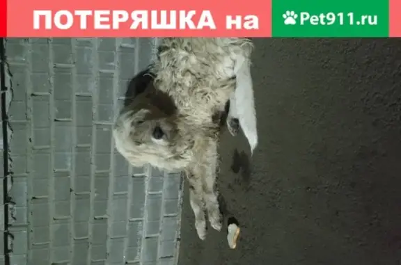 Найден белый пёс на ул. 8 Марта, Ярославль