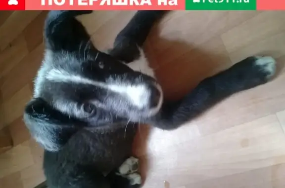 Найден щенок на ул. Морозова в Хабаровске