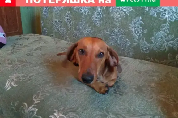 Найдена собака в Тракторосаде 4, Челябинск, 20.07.2019