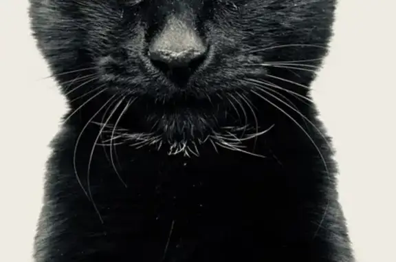 Потерянные животные Ижевск, фото: Пропал кот Ганжда на ул. Ленина, д. 24