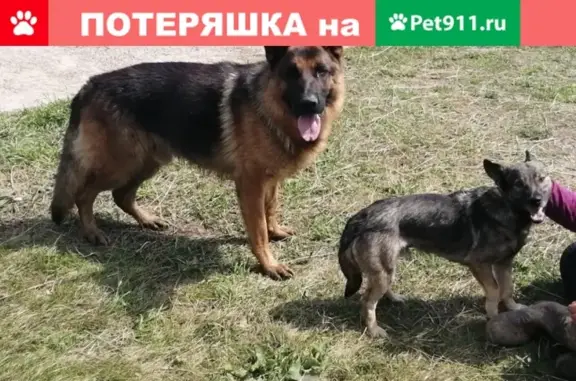 Найдена собака в д.Елькино, Каширский район, МО