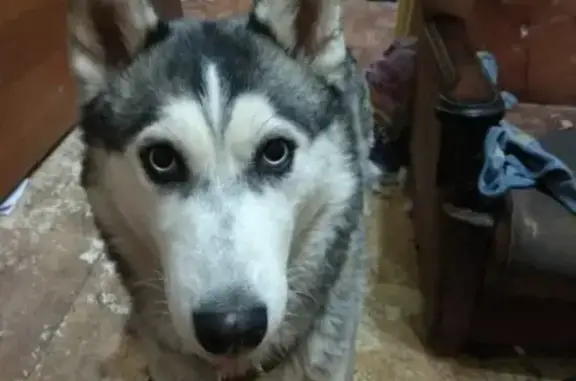Пропала собака Аська в Талнахе, Красноярский край.