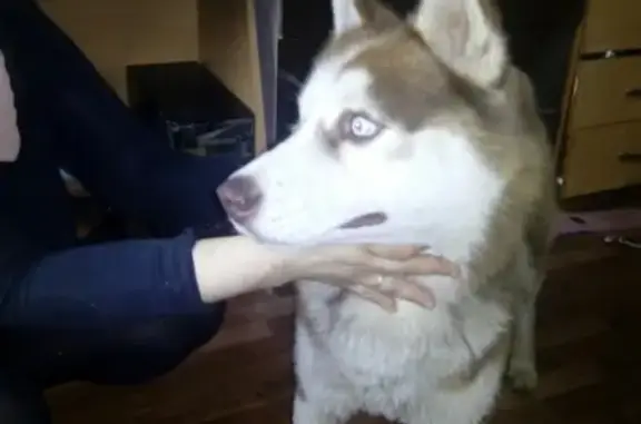 Найдена собака, Уфа, фото: Найдена хаски в Уфе, ищем хозяина!