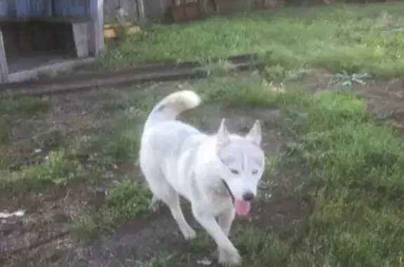 Потерянная собака в поселке Сорокино - ищем хозяина