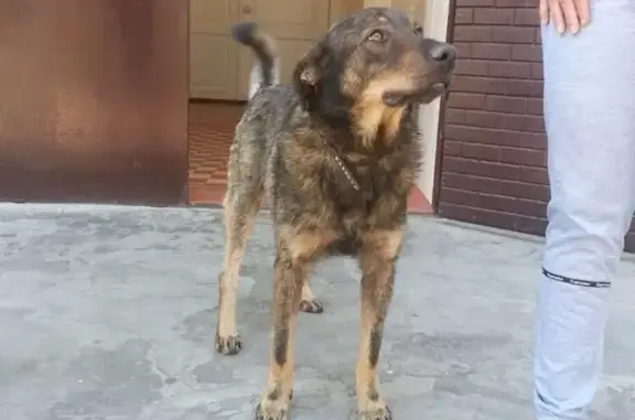 Найден пес с ошейником во дворе СОШ 15, Майкоп