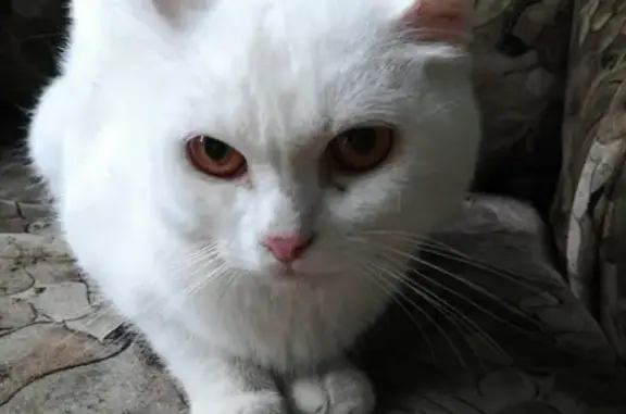 Найден домашний кот в районе Гульбиновича, Владивосток
