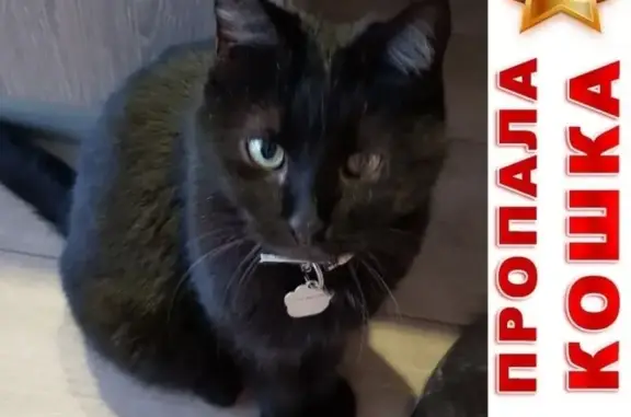 Кошки потеряшки, , фото: Потеряшка домашняя чёрная кошка в ТСЖ 