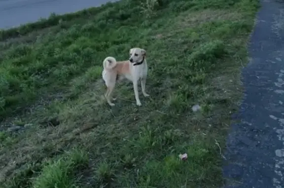 Пропала собака Арчи в Норильске, 8 июля, 5-й микрорайон.