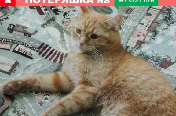 Пропала кошка в Копейске, Рыжий, полосатый, 6 лет