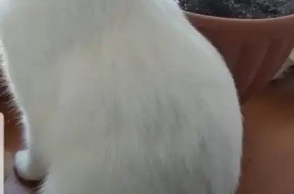 Потерянные животные Ижевск, фото: Пропала кошка в СНТ Орбита, Ижевск [Надежда Варова]