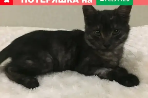 Найдена кошка и котёнок в Микрорайоне Гладкова, Чебоксары