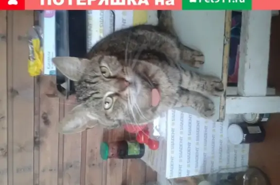 Найдена кошка возле Батово, находится в ДНП Рыбицы-1