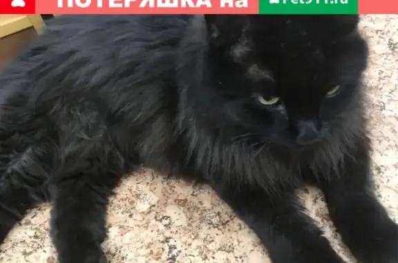 Найден черный кот на ул. Автостроителей 15, Тольятти