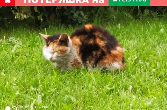 Пропала трехцветная кошка на пр. Славы в СПб