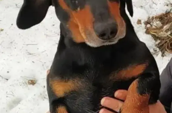 Собаки потеряшки, Белгород, фото: Потеряшка Такса Трюфель в районе Стрелецкое-73/2