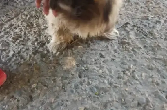 Собака найдена на рынке в Краснодаре.