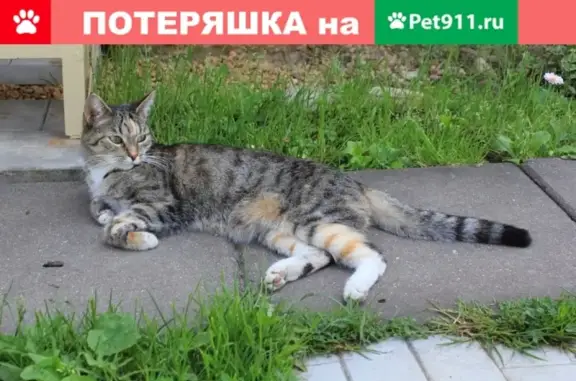 Пропала кошка возрастная Пума в районе А107, Московская область