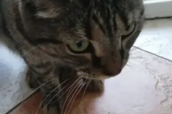 Найден кот в зеленом ошейнике в Ленинском районе