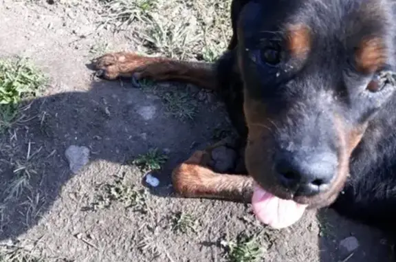 Собака найдена возле поселка Кошево в Новосибирске