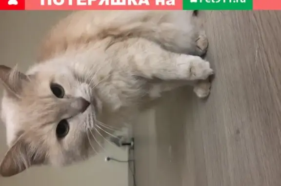 Пропала сибирская кошка в Казани, Кировский район