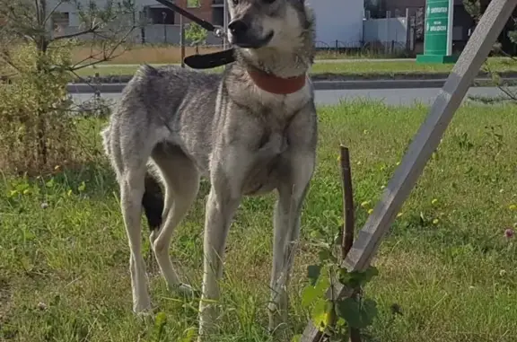 Потерянные животные Сургут, фото: Пропала собака в Сургуте, район кинотеатра Аврора
