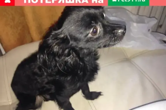Найдена собака возле ост. Зоопарк в Новосибирске
