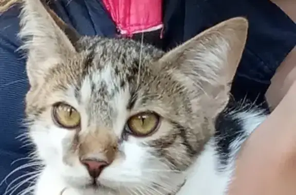 Найден домашний кот во Фрунзенском районе Минска