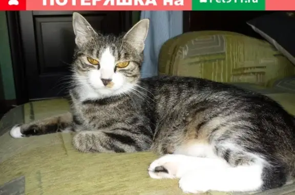 Пропала кошка на ул. Даниловского, Хабаровск