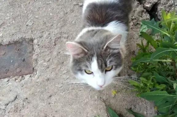 Найдена красивая крупная кошка в Ижевске