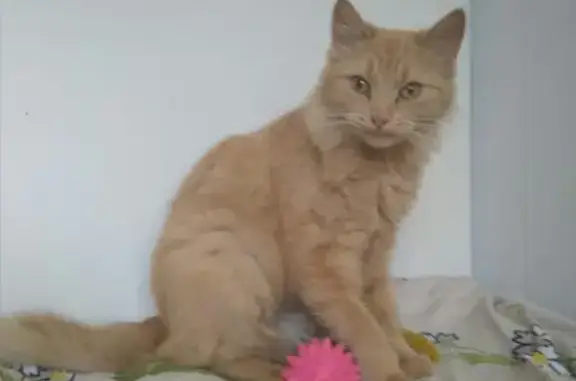Найдена домашняя кошка в Обнинске