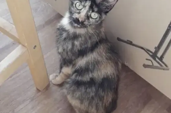 Потерянные животные Санкт-Петербург, фото: Пропала кошка на Репищева улице, Санкт-Петербург