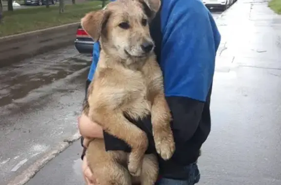 Найдена собака на ул. Путешественника Козлова