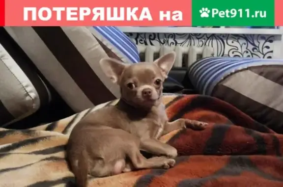 Пропала собака чихуахуа в Волгограде, вознаграждение!