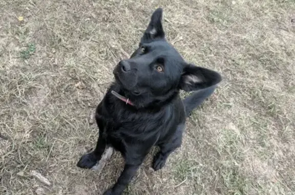 Найдена черная игривая собака в Деревне Ужово, Шацкий Район