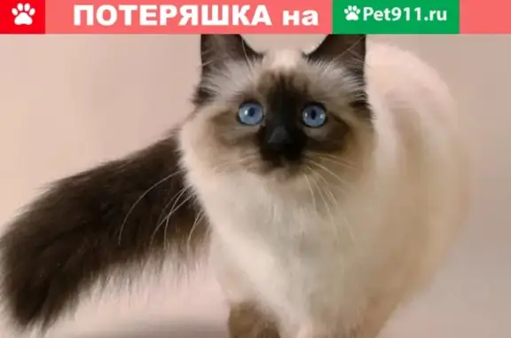 Пропала Сиамская кошка на ул. Каштановой, Белгород