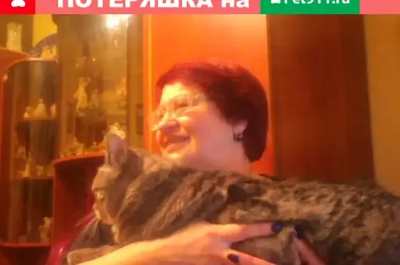 Кошки потеряшки, Ярославль, фото: Потеряшка кошка по адресу Тепловый пер. 11, Ярославль