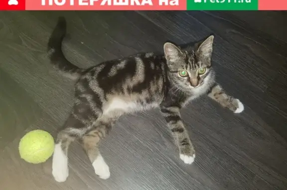 Найдена молодая кошка на ул. Карла Маркса, 93