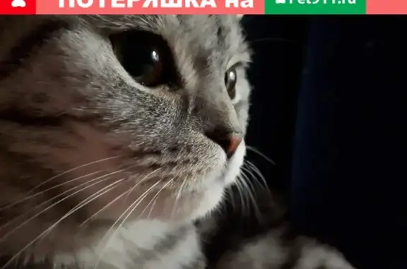 Кошки потеряшки, Набережные Челны, фото: Потеряшка кошка Сима в Набережных Челнах