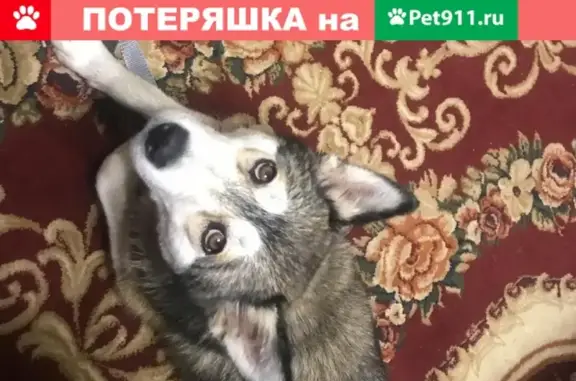 Найдена собака в Казани на улице Мулланура Вахитова.