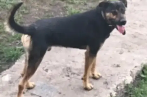Пропала собака Тайсон в Радужном, Тамбов.