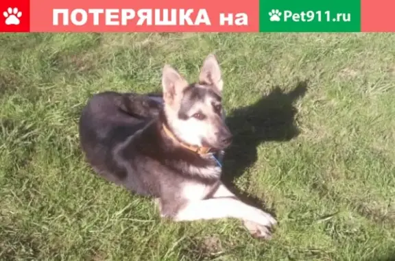 Пропала собака ДАНА в деревне Сярьги, Ленинградская область