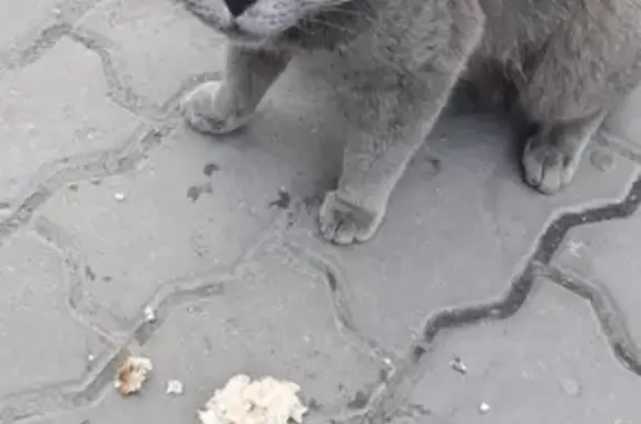 Найден кот на улице Тореза в Новокузнецке.