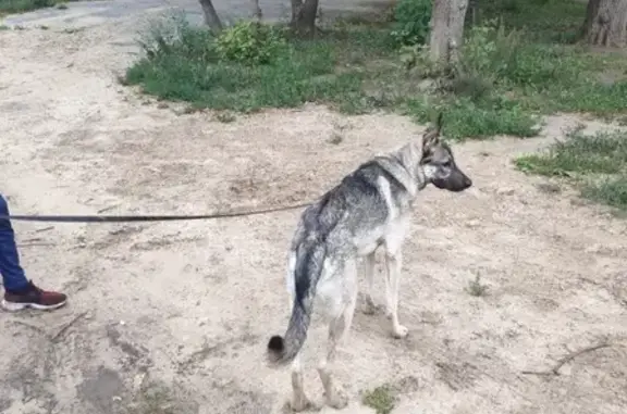 Пропала собака на Пирогова 11 в Дзержинске