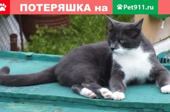 Пропал серо-белый кот в деревне Редькино (Московская область)