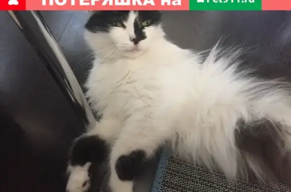 Найдена кошка на Новопоселковой улице