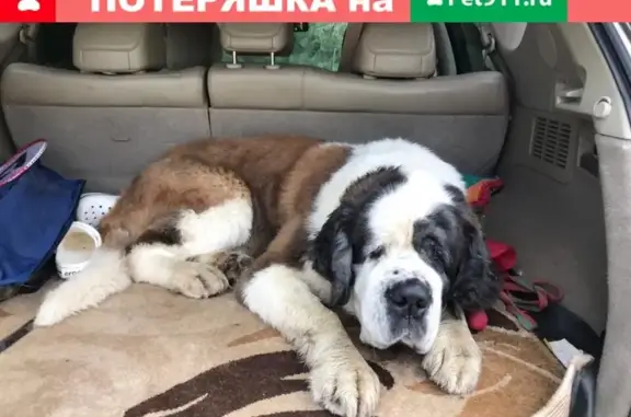 Пропала собака на Рыбинском шоссе, Углич.