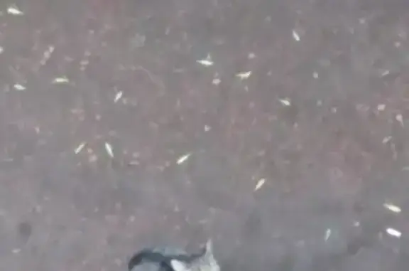 Найдена взрослая кошка на Борисоглебской улице в Уфе