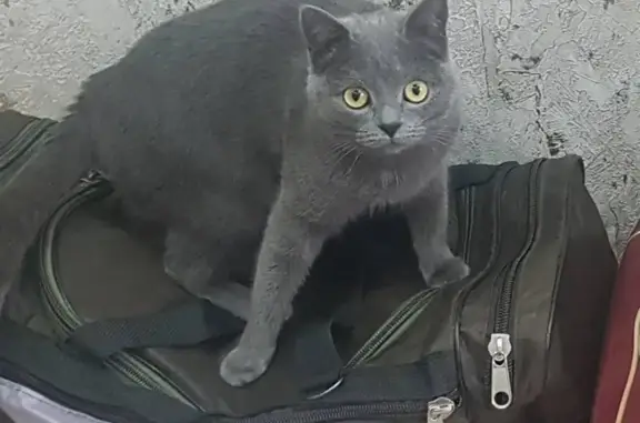 Пропала кошка Серая на ул. Павлова, Мурманск